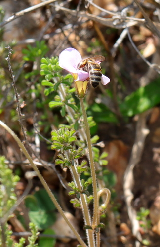 Image of Oxalis viscosa by (c) Cecile Roux, some rights reserved (CC BY-SA)