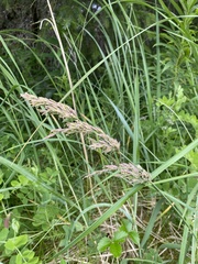 Poa eminens