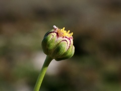 Brachyscome lineariloba