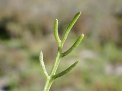 Brachyscome lineariloba