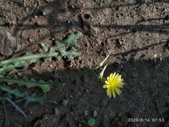 Sonchus asper
