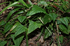 Zehneria cunninghamii