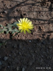 Sonchus asper
