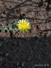 Sonchus asper