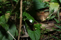 Zehneria cunninghamii