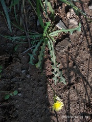 Sonchus asper