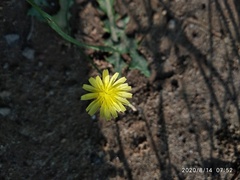 Sonchus asper