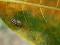 Afraflacilla javanica