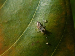 Afraflacilla javanica