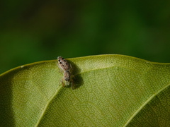 Afraflacilla javanica