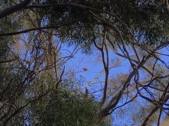 Platycercus elegans adelaidae