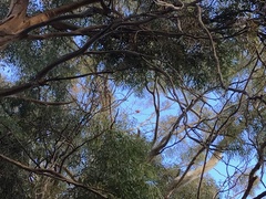 Platycercus elegans adelaidae