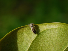 Afraflacilla javanica