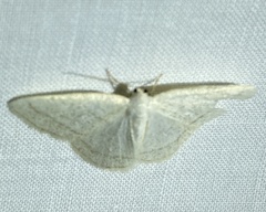 Protitame subalbaria