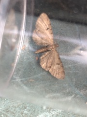 Eupithecia assimilata