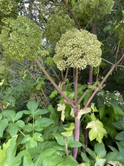 Angelica archangelica