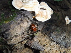 Ellipticus dorbignyi