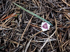 Calochortus elegans