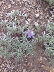 Lupinus obtusilobus