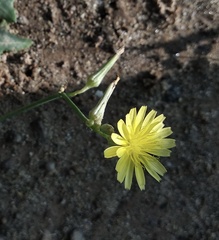 Sonchus asper