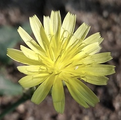 Sonchus asper