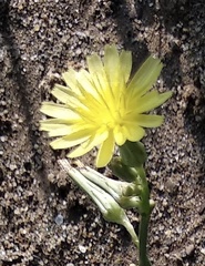 Sonchus asper