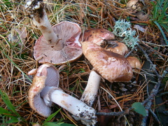 Agaricus langei