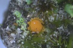 Octospora maireana