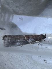 Acrobasis suavella