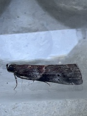 Acrobasis suavella