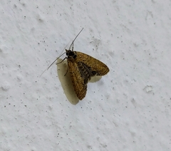 Stictopterinae