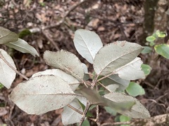 Olearia furfuracea