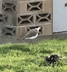 Vanellus miles novaehollandiae