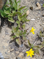 Arnica cernua