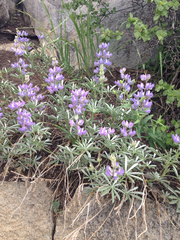 Lupinus obtusilobus