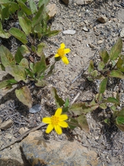 Arnica cernua