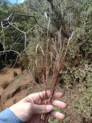 Andropogon bicornis