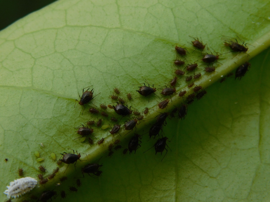 Cowpea Aphid from Rancaekek, Bandung Regency, West Java, Indonesia on ...