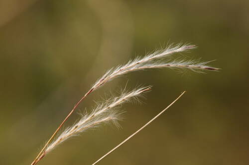 Anatherum bicorne