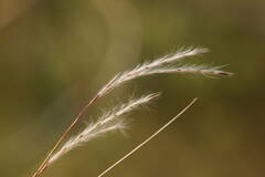 Andropogon bicornis