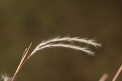 Andropogon bicornis