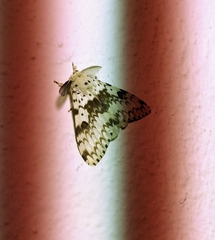 Lymantria brunneiplaga