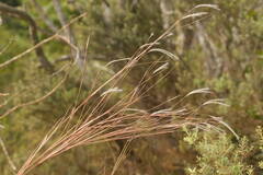 Andropogon bicornis
