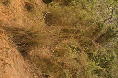 Andropogon bicornis