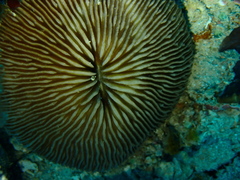 Pleuractis granulosa