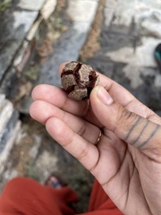 Cupressus sempervirens