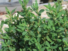 Kummerowia stipulacea