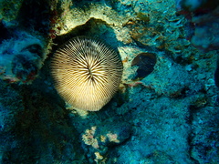 Pleuractis granulosa