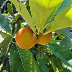 Diospyros discolor