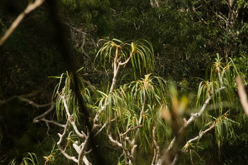 Dracaena halemanuensis